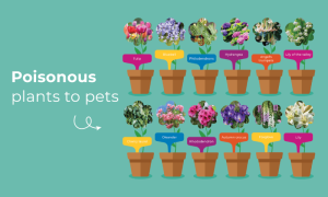 poisonous plants