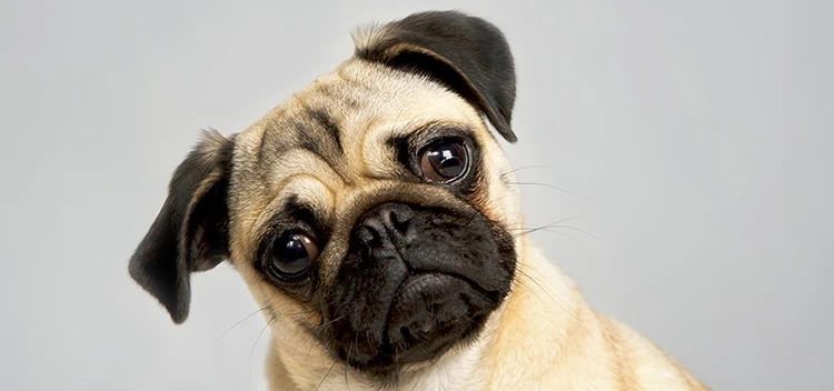 Confused looking pug