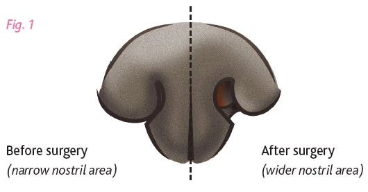brachycephalic dog breed nostrills