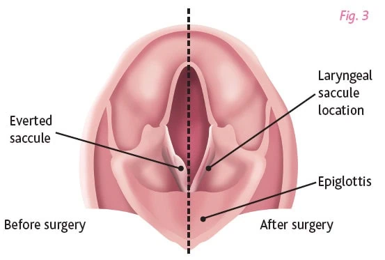 brachycephalic dog breed airway