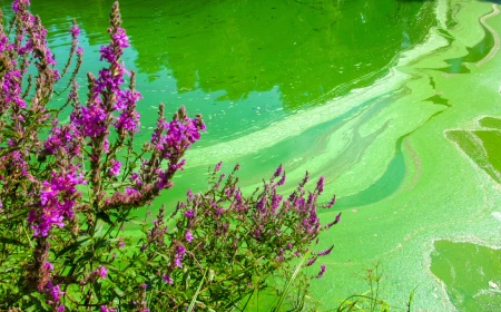 content image blue green algae poisoning in dogs