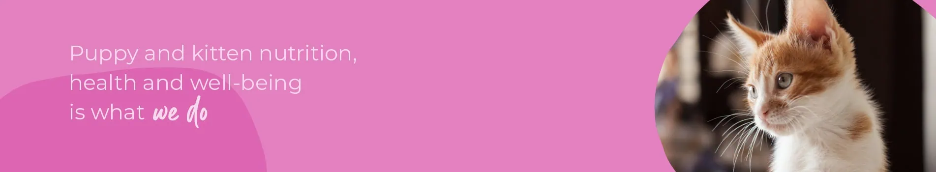 Start of Life for Your Puppy or Kitten