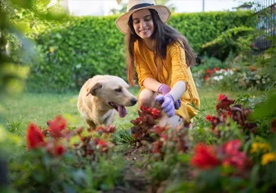 The top 12 most poisonous plants for pets