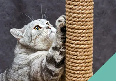 Cat microchipping legislation is now confirmed