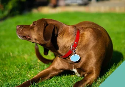 Common allergies in dogs
