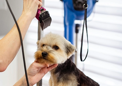 Our nurse Vikki shares dog grooming advice every owner needs