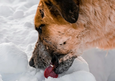 The hidden dangers of road salt for dogs this winter