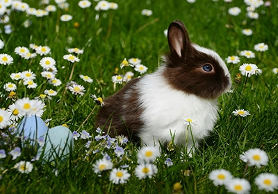 Easter at Garston Veterinary Group