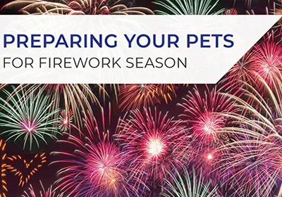 Keeping your pet calm during firework season