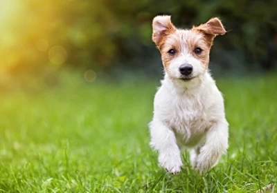 Garston Vets on spring gardening safety for dog owners