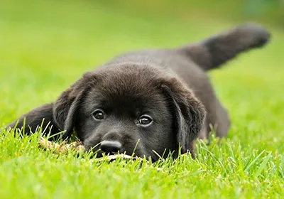 Top tips for getting a new puppy or kitten this summer