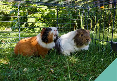 Growing Goodness: The wonders of edible gardens for small pets
