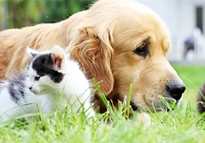 Vital hot weather advice for owners of small furry pets