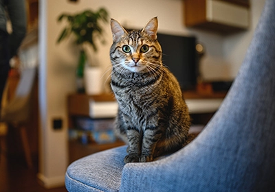 Lost and found pets in Wiltshire & Somerset