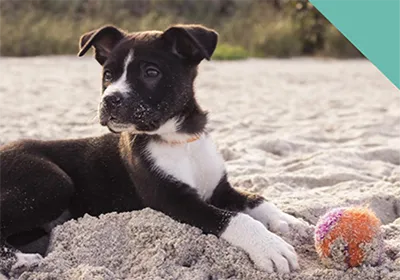Booking an early bird holiday? Get prepared with our dog travel tips