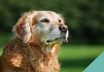 Senior Clinics for the over 7's