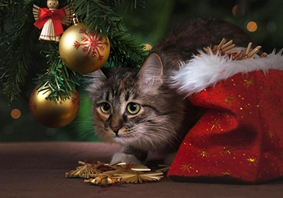 Christmas at Garston Veterinary Group