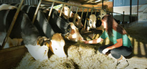Female vet caring for cows