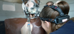 Female vet inspecting a horses mouth
