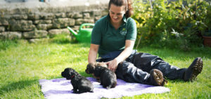 Vet playing with two small black puppies