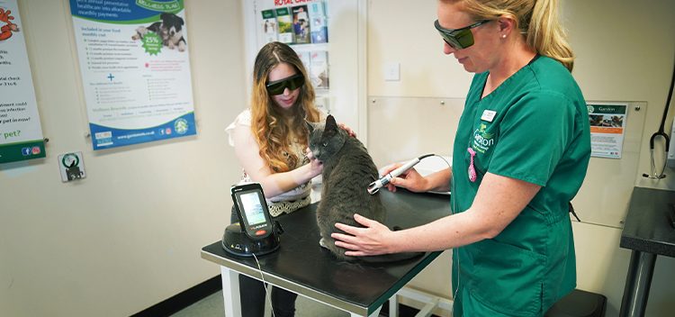 Laser Therapy for pets in Somerset & Wiltshire