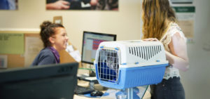 cat sitting in carry cage while owner speaks with vet staff