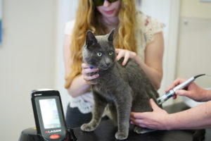 Grey cat having laser treatment