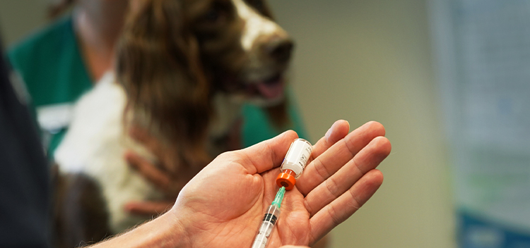 Are your pet's vaccinations up to date? 
