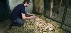 Vet caring for a cheetah