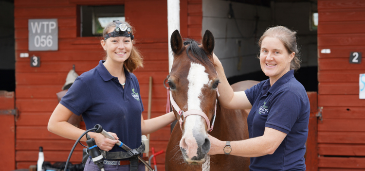 Equine veterinary services - Ambulatory vets