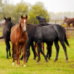 Understand the RCVS/BEVA’s five stage equine vetting process