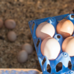 World Egg Day 2020 – get our top 10 poultry management tips