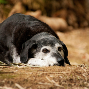 Is your older dog suffering in silence from arthritis? Spot the signs