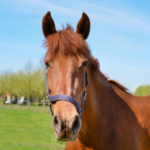 Headshaking in horses; causes, diagnosis and treatment.