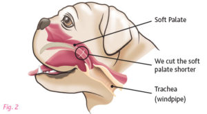 brachycephalic dog breed head