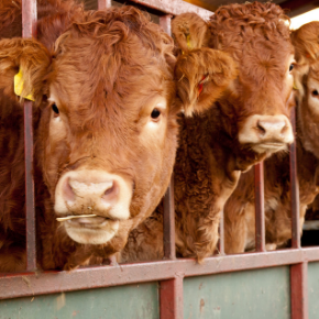 Housed cattle health – five things to check