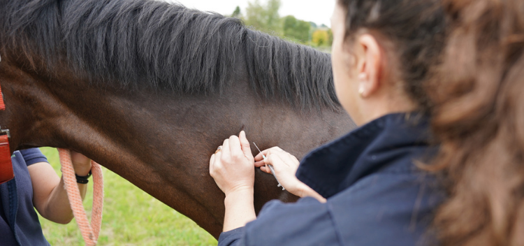 Vaccinations for horses, ponies and donkeys