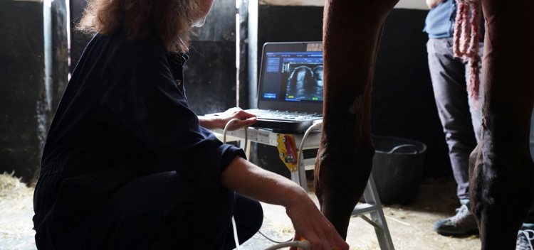 Seven reasons to choose Garston Equine Vets in Frome