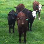 Body Condition Scoring (BCS) in Beef Cattle