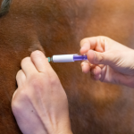 Spring immunisations for your horse