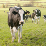 Is your dairy herd protected from Leptospirosis?
