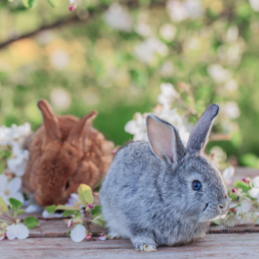 Do you know how to check your rabbit for worms?