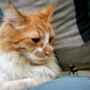 8 bee sting first aid tips for cat owners in Somerset