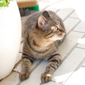 8 summer dangers west country cat owners need to know about