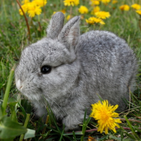 Summer gardening – poisonous plants for rabbits