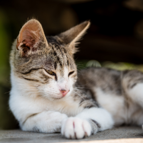 3 important summer disease checks for cats