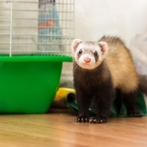 Read our advice on keeping ferrets cool in summer