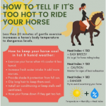 How to tell if it’s too hot to ride your horse