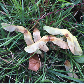 Autumn Watch – Sycamore poisoning & atypical myopathy