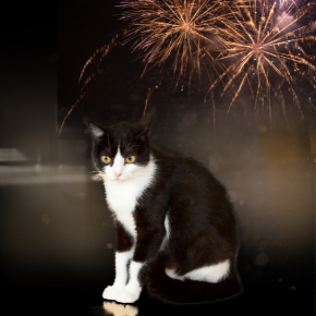 Six actions cat owners across Wiltshire and Somerset should take to prepare for fireworks season